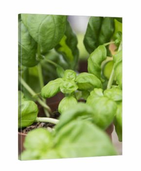 Basil