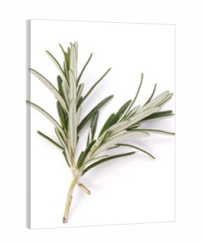 rosemary herb spice leaves isolated on white background cutout
