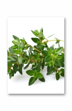 Thyme spice