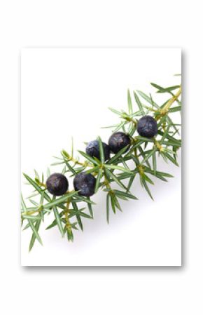 Juniper berries