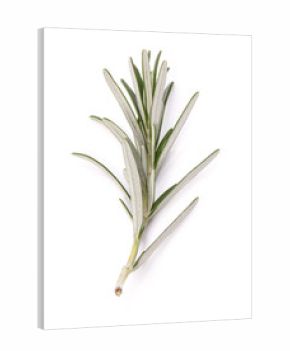 rosemary herb spice leaves isolated on white background cutout