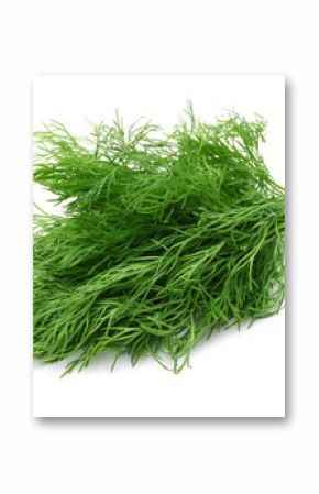 A bunch of fresh dill