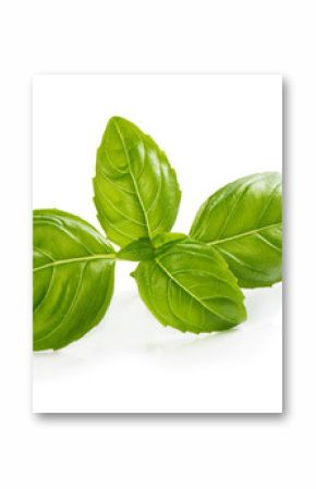 Zielone liście bazylii