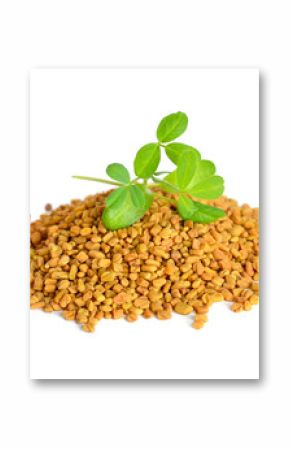 Fenugreek seed with sprout. (Trigonella foenum-graecum)