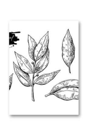 Bay leaf vector hand drawn illustration. Isolated spice object.