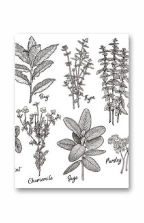 Group of herbs and spices illustration, drawing, engraving, ink, line art, vector