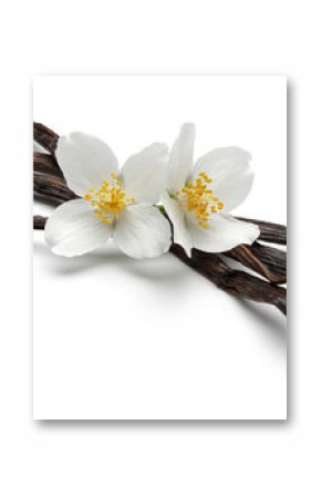 Laski waniliowe z kwiatami na białym tle duża