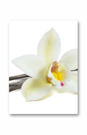 White vanilla flower pod isolated