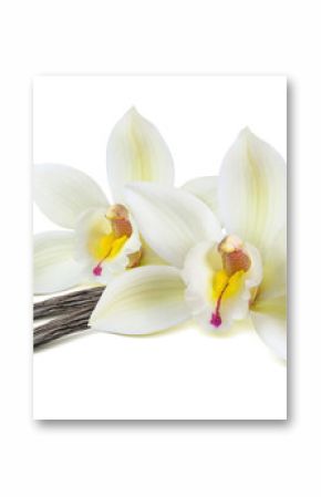 Dwoiste waniliowi kwiatów strąki odizolowywający na bielu