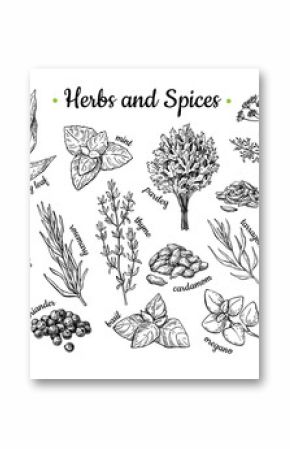 Herbs and Spices. Hand drawn vector illustration set. Engraved style flavor and condiment drawing. Botanical vintage food sketches.