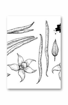 Vanilla flower and bean stick vector drawing set. Hand drawn sketch food
