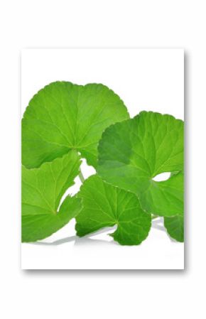 zielone liście centella asiatica, azjatycka wąkrota, (centella asiatica (linn.) urban.) tropikalny zioło na białym tle