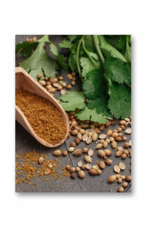 Bunch fresh cilantro , whole and ground coriander on the table. Spices and condiments. Selective focus
