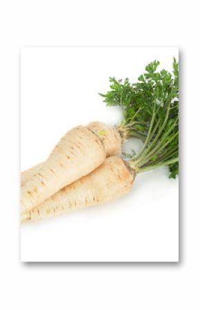 Parsnip root with leaf