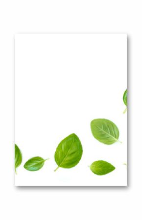 Fluing Fresh  basil herb leaves isolated on white background. Top view. Flat lay. .