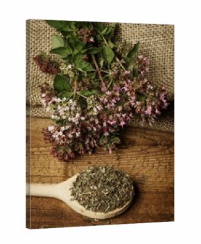 Origanum vulgare (oregano) herb - spice on a table