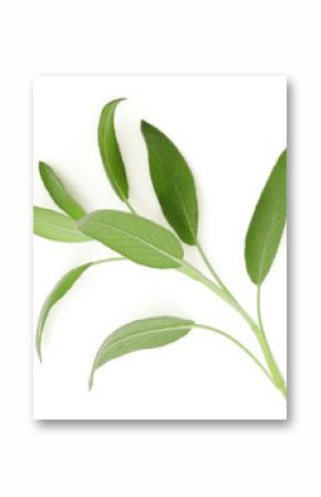 sage leaf isolated on white background, top view, flat lay