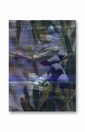 Displaying olive branch with dark olives and green leaves at olive grove, with data overlay