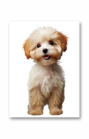 Poodle dog puppy cutout on transparent background. for advertisement. product presentation. banner, poster, card, t shirt, sticker.