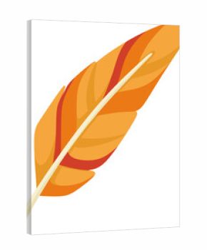 illustration feather
