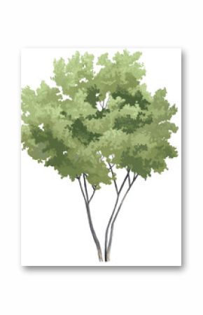 2D illustration of a tree, hand drawing toon or manga style, for digital composition and illustration with transparent background