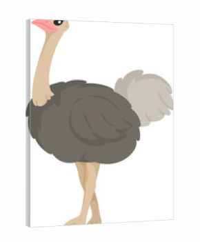 illustration ostrich