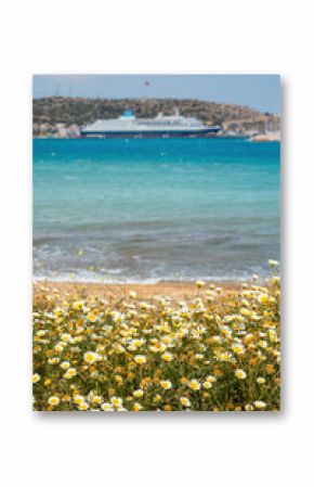 White crown daisy flowers blooming on the coast of Bozcaada island with a cruise ship in the background, creating a tranquil scene of nature and travel