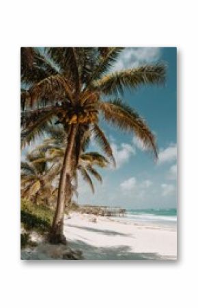 Tranquil Beach With Palm Trees and Clear Blue Skies Near the Ocean