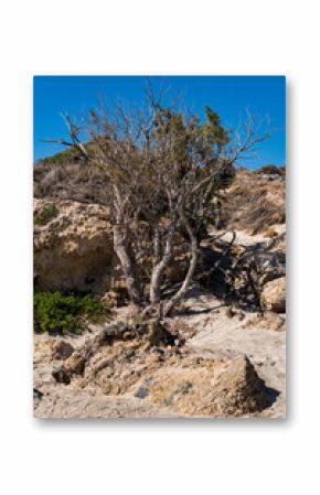 Withered small cypress trees in sandy terrain with single rocks