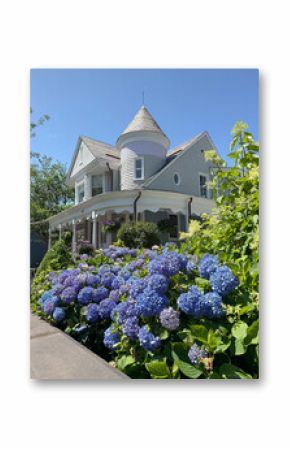 A private house in Newport, RI with blooming hydrangeas in front of it.