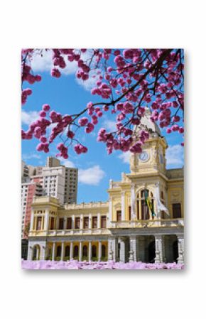 Ipê rosa florido na Praça da Estação em Belo Horizonte