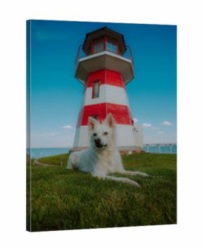 White fluffy dog lying on green grass near a red and white striped lighthouse by the sea, with clear blue sky and calm ocean creating a serene coastal summer atmosphere.