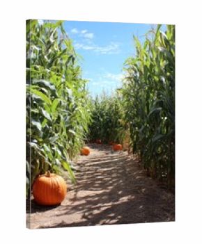 Pumpkins in a cornfield path under blue sky on a sunny autumn day. Corn maze near pumpkin patch. autumn harvest and seasonal farming