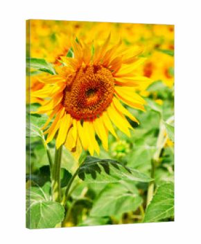 Field of sunflowers