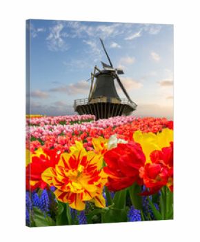 one dutch windmill over tulips