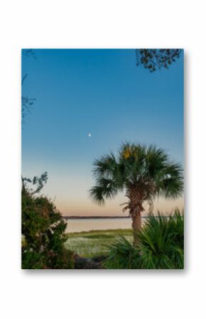 Palmetto tree and moon at the river