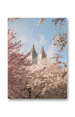 Spring Cherry Blossom view in looking at skyscraper