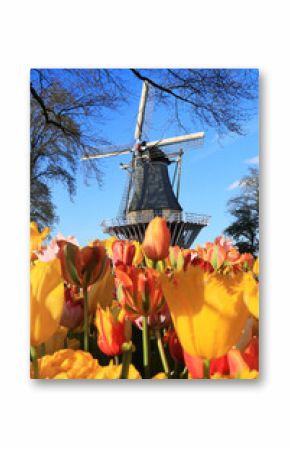 Dutch windmill and colorful tulips and forget-me-not flowers in spring garden Keukenhof , Holland