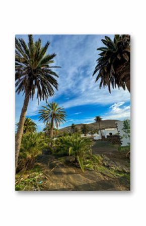 Peaceful rural scene in Lanzarote with palm trees, dry volcanic soil, and scattering of traditional white houses under blue sky. Blend of tropical and volcanic environments in unique island landscape.
