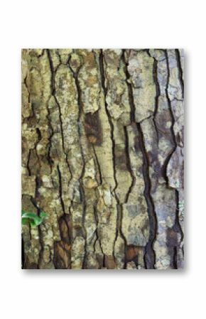 Rough, textured surface of tree bark with natural cracks and lichen growth, a detailed nature background or texture element. Hunua, Auckland, New Zealand