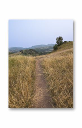 Path through tall grass with mountain background