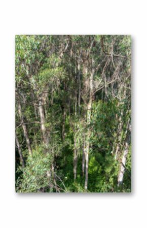 Eucalyptus forest view from a treetop walk in Great Otway National Park, Australia