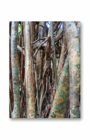 Strangler fig in Tentena rainforest, Sulawesi, Indonesia