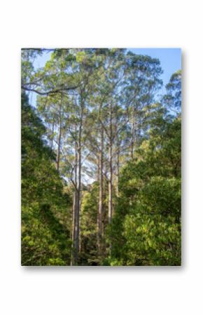 Eucalyptus forest in Great Otway National Park, Australia