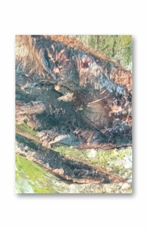 Close-up of tree bark texture background showcasing natural wood patterns and rough grainy surface, ideal for eco-friendly projects and nature-themed designs. Organic material and carbon neutrality. 