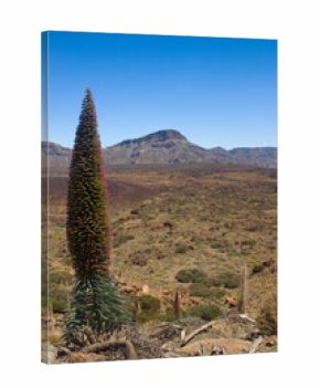 Mount Teide, Tenerife