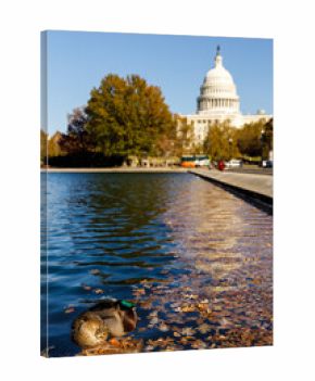 america, american, architecture, building, capital, capitol, city, column, congress, dc, debate, district, dome, government, house, landmark, law, national, politician, pool, representative, senate 