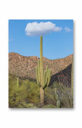 saguaro cactus in arizona