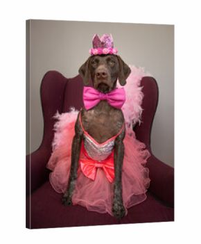 Portrait of a German shorthaired pointer sitting on a chair dressed as a princess