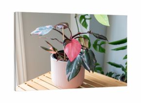 Philodendron Pink Princess house plant with an all-pink leaf.